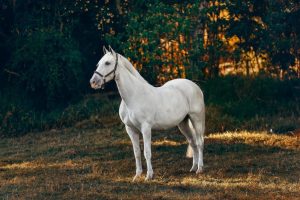 Ruiter geniet van met je paard op vakantie door prachtig natuurgebied te galopperen