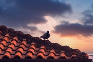 Professionele dakbedekking in Purmerend voor woningen en bedrijfspanden met verschillende materialen
