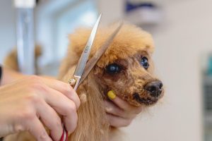 De Ultieme Gids voor Hondentrimmer in Gouda met informatie over professionele verzorging en trimsalons